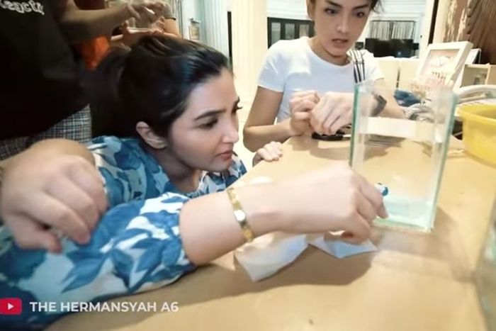 Koleksi cupang <a href='https://style.tribunnews.com/tag/ashanty' title='Ashanty'>Ashanty</a>.