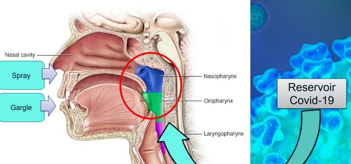 nasopharynx dan oropharynnx
