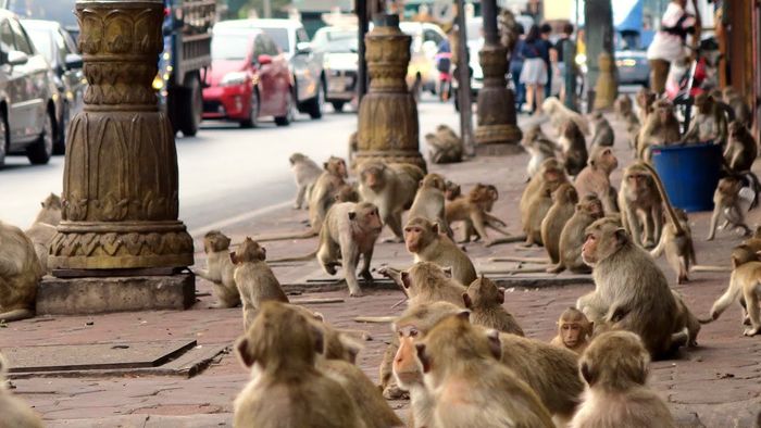 Monyet-monyet di kota Lopburi.