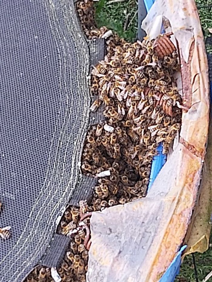Ribuan lebah