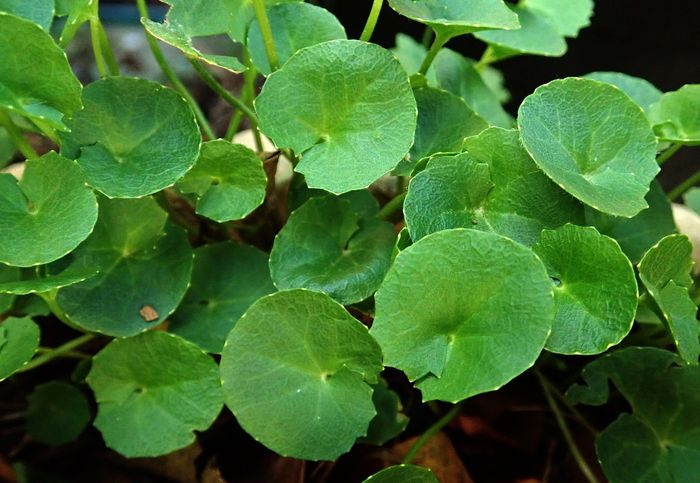 Inilah Bebagai Tanaman yang Jadi Rahasia Obat Herbal Tiongkok, Salah