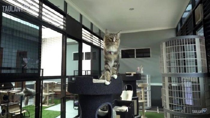 Rumah kucing di kediaman Aleta Molly