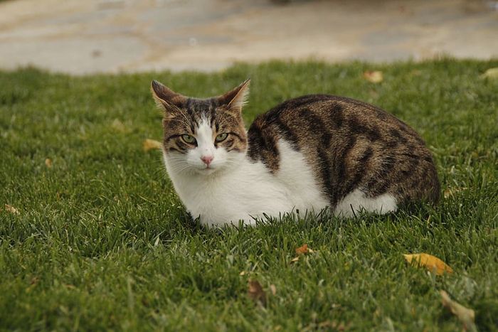 Ciri-Ciri Kucing Hamil dan Akan Melahirkan, Tingkah Lakunya 