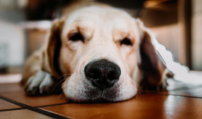 Ciri Ciri Anjing Hamil Dan Ingin Melahirkan Tingkah Lakunya Berubah Semua Halaman Kids