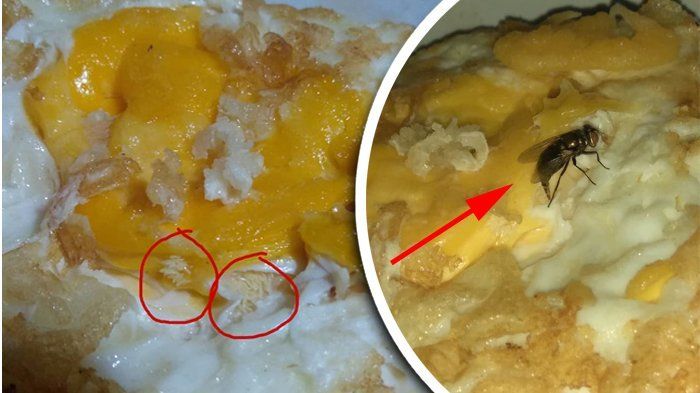 MERINDING! Ternyata Begini Bentuk Telur Lalat yang Biasa Tersamarkan Pada Makanan, Bahaya Banget Kalau Sampai Termakan!