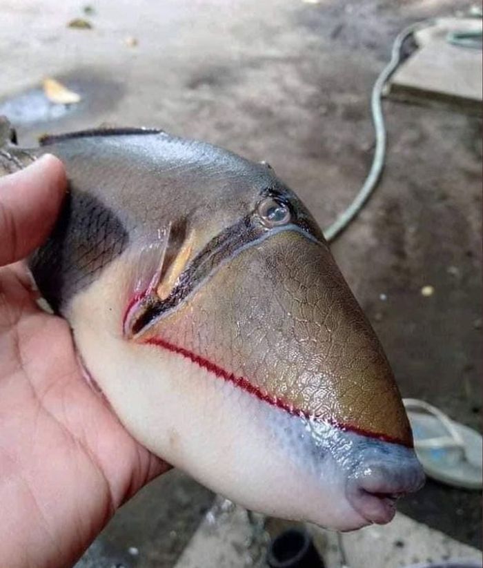 Ikan dengan gigi manusia