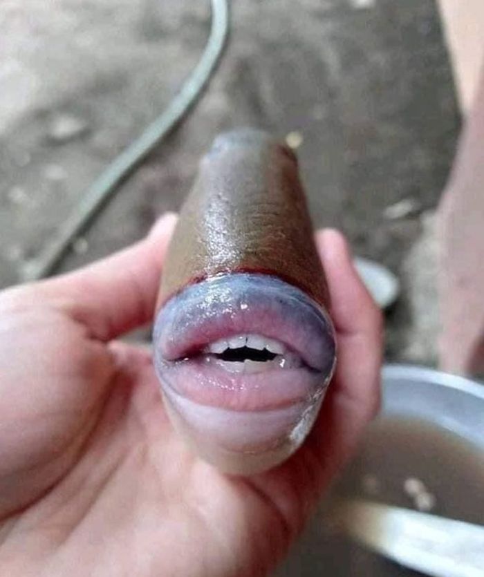 Ikan dengan gigi manusia