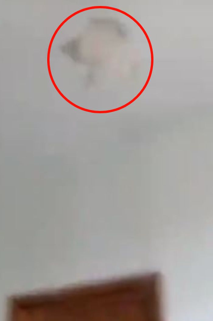 Kucing dilempar layaknya bola basket.
 