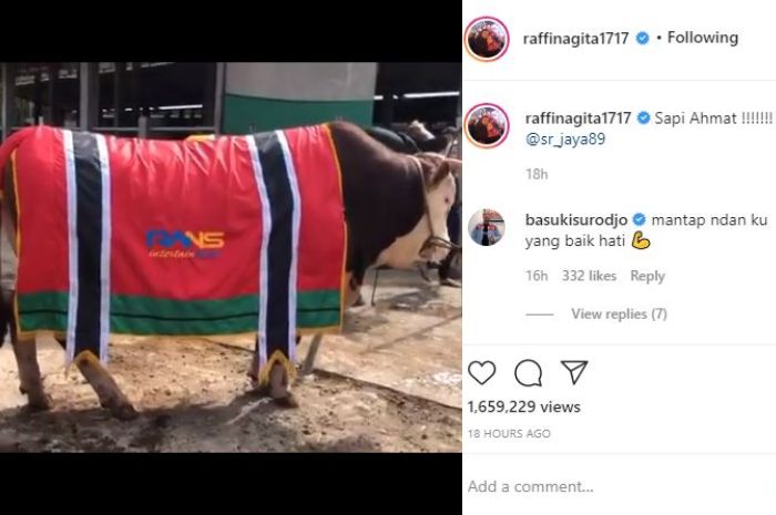 Deretan Sapi Jumbo Raffi Ahmad untuk Kurban Idul Adha 2020 - Tribun Lampung