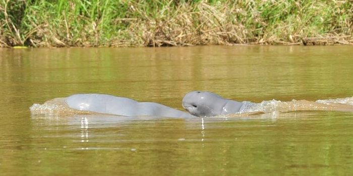 Pesut makaham tertangkap kamera saat berada di perairan Sungai Mahakam, Kalimantan Timur