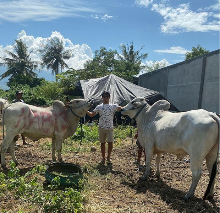 Gelandang Persija Jakarta, Sandi Sute yang memegang dua ekoir sapi yang akan dikurbankan.