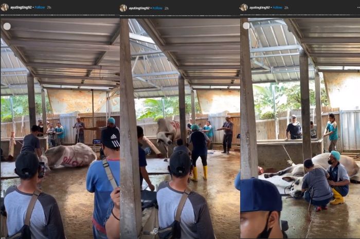 Ayu Ting Ting pamer detik-detik saat sapi jumbonya disembelih.