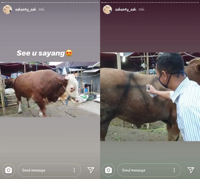 Sapi kurban milik Ashanty.