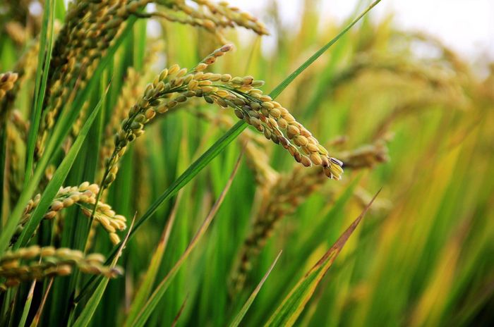 4 Jenis Daun  Berdasar Bentuk Tulang  Daun  Tulang  Daun  