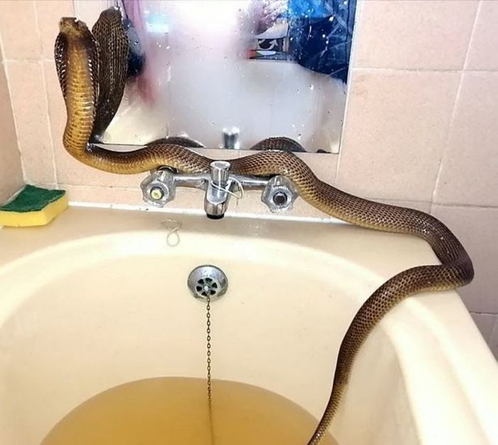 Ular kobra di kamar mandi