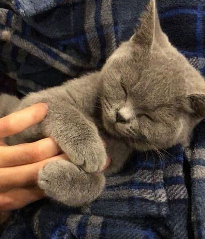 Kucing diduga jadi korban pemerkosaan manusia.