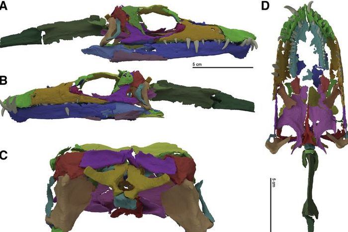 Los resultados de una tomografía computarizada (exploración) del fósil del cráneo de una criatura de cuello largo, Tanystropheus hydroides.