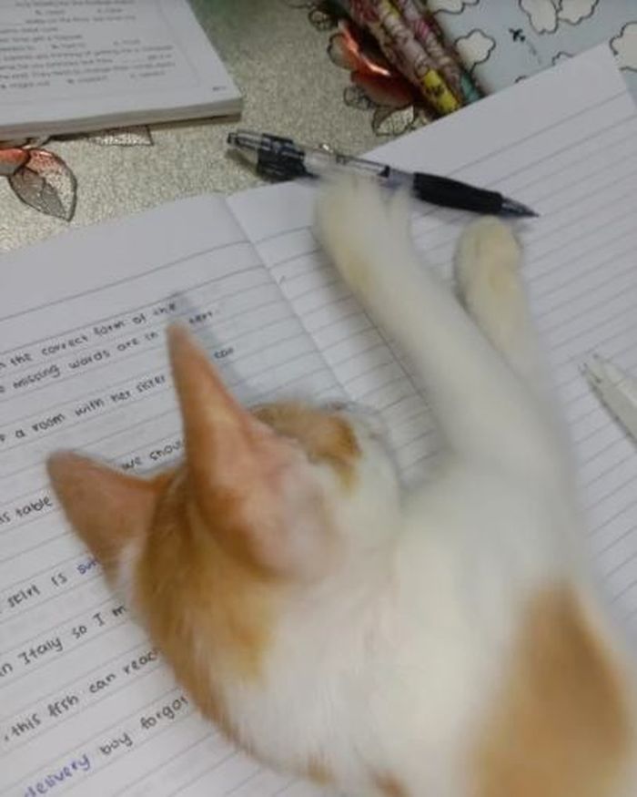 Viral bocah nangis karena kucingnya merusak PR.