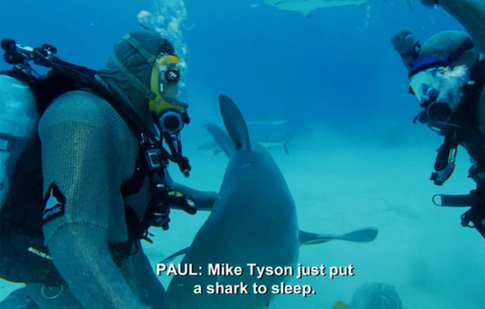 Mike Tyson tengah menidurkan hiu dalam acara Discovery Channel.