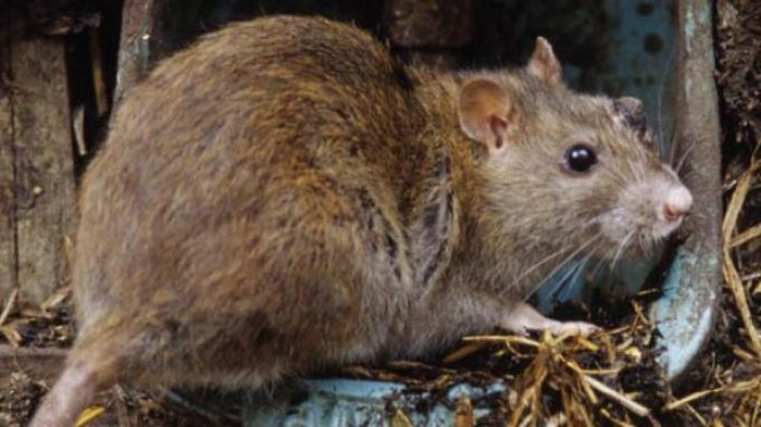 Sebelum Memberantasnya Kenali Dulu Jenis Ciri Dan Karakter Tikus Semua Halaman Idea Sebelum Memberantasnya Kenali Dulu Jenis Ciri Dan Karakter Tikus Semua Halaman Idea
