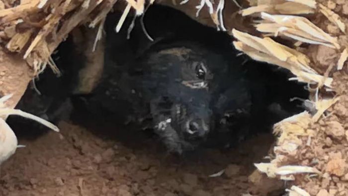 Anjing yang berhasil bertahan hidup selama 37 hari di bawah puing-puing bekas tanah longsor.