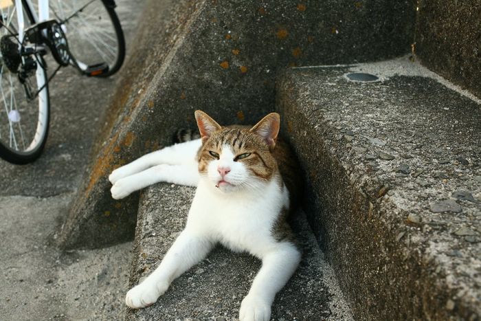 Punya Kebiasaan Memberi Makan Kucing Liar Jangan Pernah Melakukannya Di Daerah Ini Bisa Kena Denda Rp2 Juta Loh Semua Halaman Hype