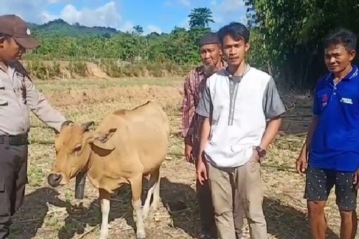 Samsuddin menerima sapi ganti rugi dari polisi.