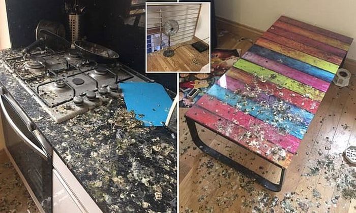 Mahasiswa kaget saat tahu apartemennya penuh kejutan yang 