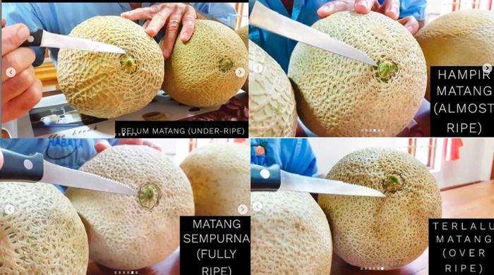 Cara Memilih Melon Yang Paling Manis Berair Dan Pas Matangnya Cuma Perlu Lihat Satu Bagian Ini Saja Semua Halaman Sajian Sedap