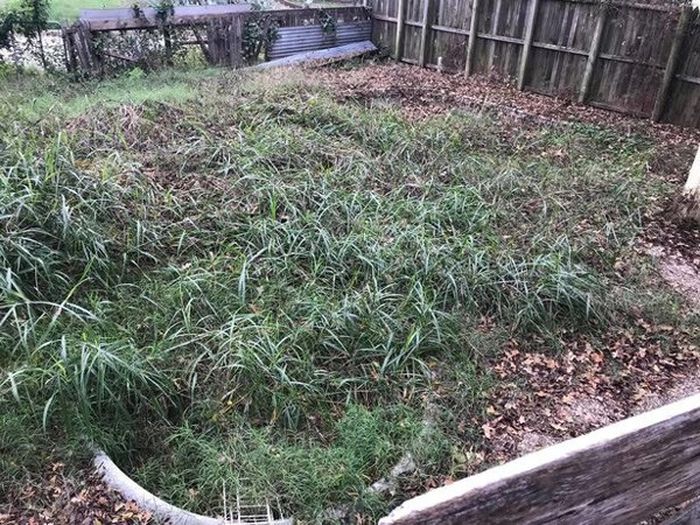 Pria ini temukan sesuatu di belakang rumahnya.