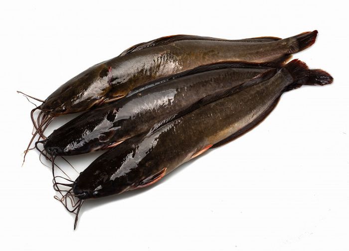 Jadi Favorit Hindari Makan Ikan Lele Dengan Ciri Ciri Ini Efeknya Betul Betul Mengerikan Semua Halaman Sajian Sedap