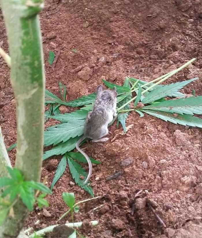 tikus pingsan setelah memakan daun ganja