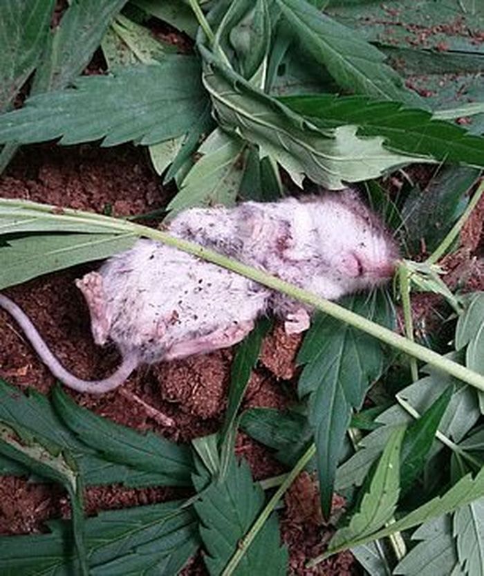 tikus pingsan setelah memakan daun ganja