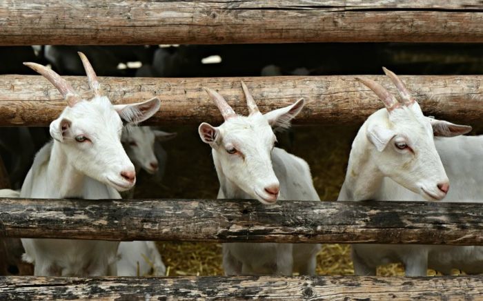 Ilustrasi kambing