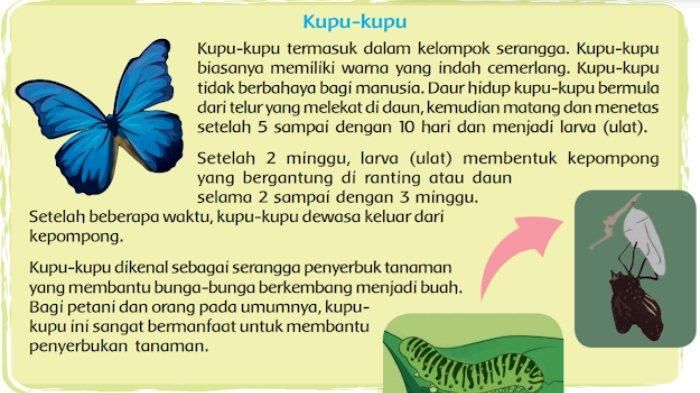 Pertanyaan Tentang Burung Cendrawasih, Inilah Kunci