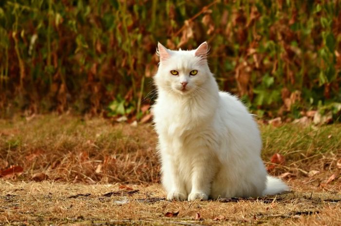 Ilustrasi kucing