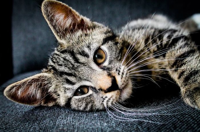 Ilustrasi kucing