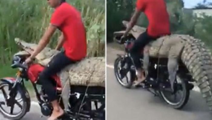 Buaya dibawa pakai motor