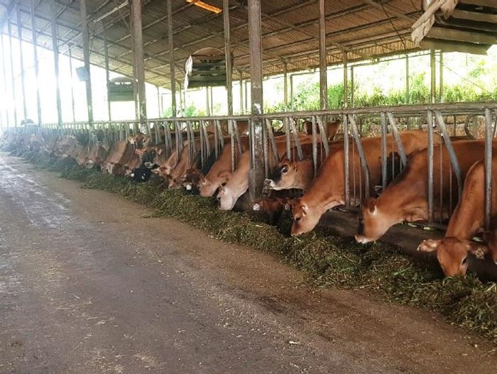 Greenfields Fresh Jersey Milk, Produk Susu Sapi Jersey Pertama dan Satu