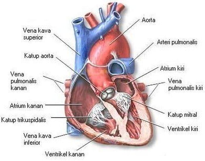 Bagian Bagian Jantung Dan Fungsinya Berikut Gambar Organ Manusia Yang Memompa Darah Semua Halaman Fotokita