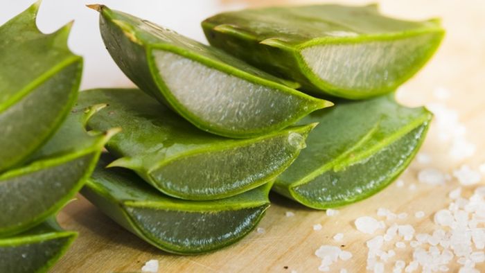 Lidah buaya