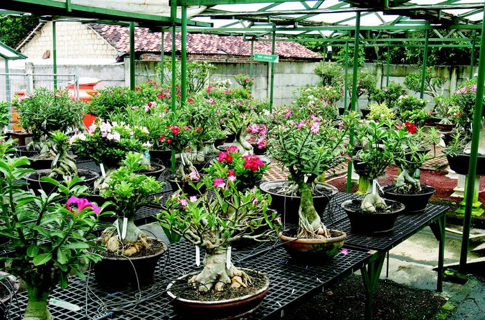 Deskripsi tempat adenium dijual ke tanaman dewasa / dewasa.