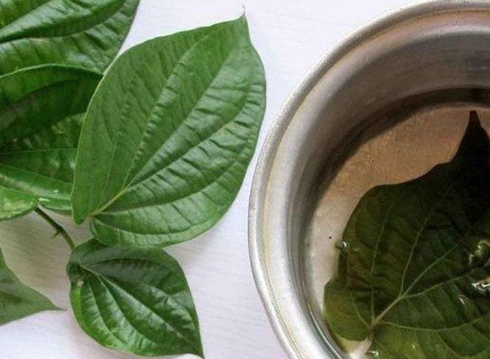 Daun sirih bahan untuk membuat hand sanitizer.