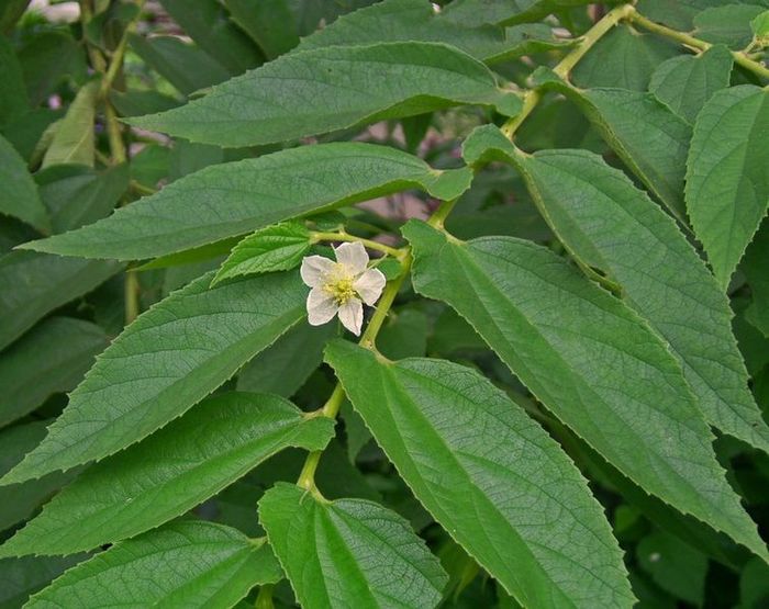 Daun Kersen Obat Diabetes Para Ahli Masih Pro Kontra Jangan Asal Percaya Semua Halaman Grid Health