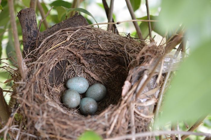 Penjelasan Ovipar Vivipar dan Ovovivipar Beserta Penjelasan Ovipar Vivipar dan Ovovivipar Beserta