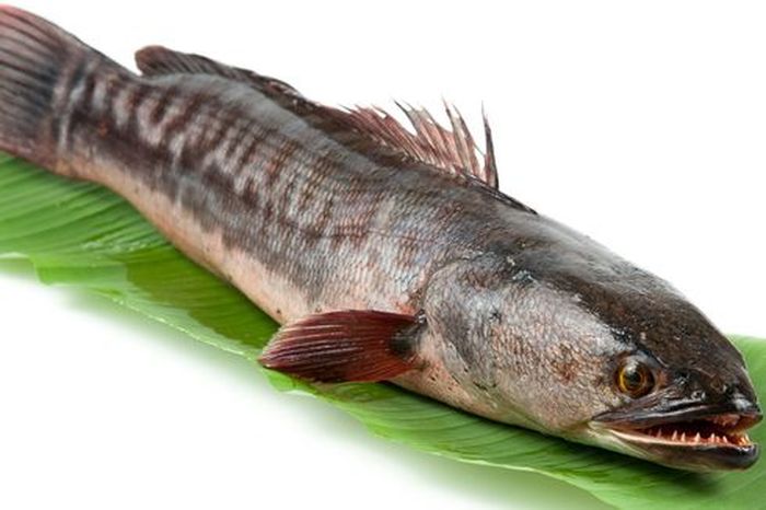 Ikan gabus memiliki banyak manfaat kesehatan, termasuk bagi penderita diabetes.