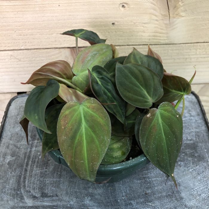 Philodendron Micans View 