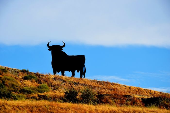 ilustrasi banteng