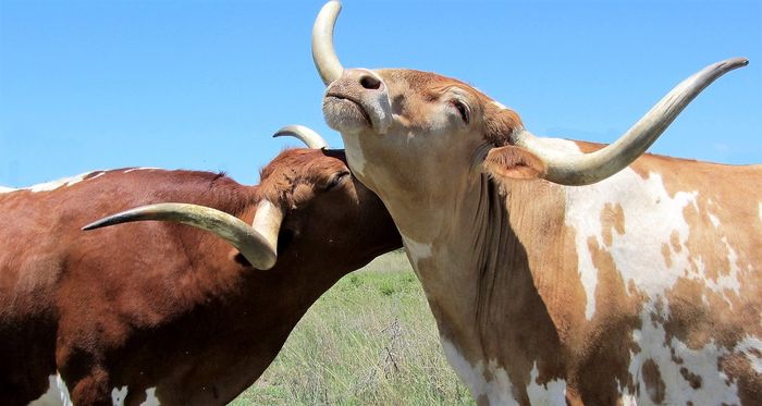 Ilustrasi banteng coklat