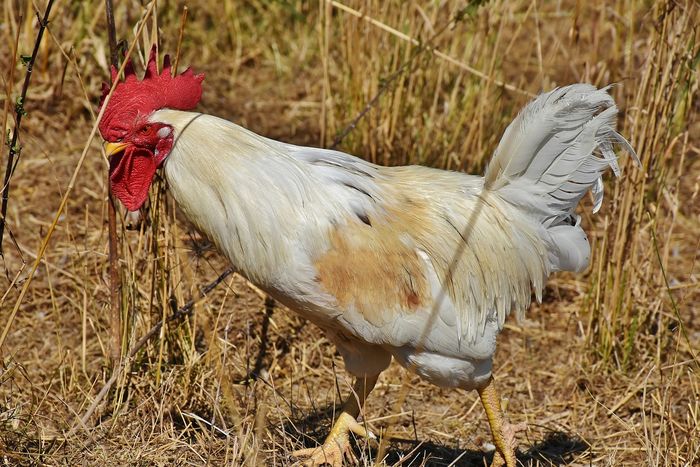 Tafsir Mimpi Menangkap Ayam Putih Benarkah Ini Malah Pertanda Baik Semua Halaman Suar Tafsir Mimpi Menangkap Ayam Putih Benarkah Ini Malah Pertanda Baik Semua Halaman Suar